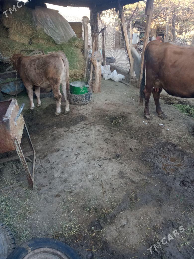 okuz - Ak bugdaý etraby - img 2