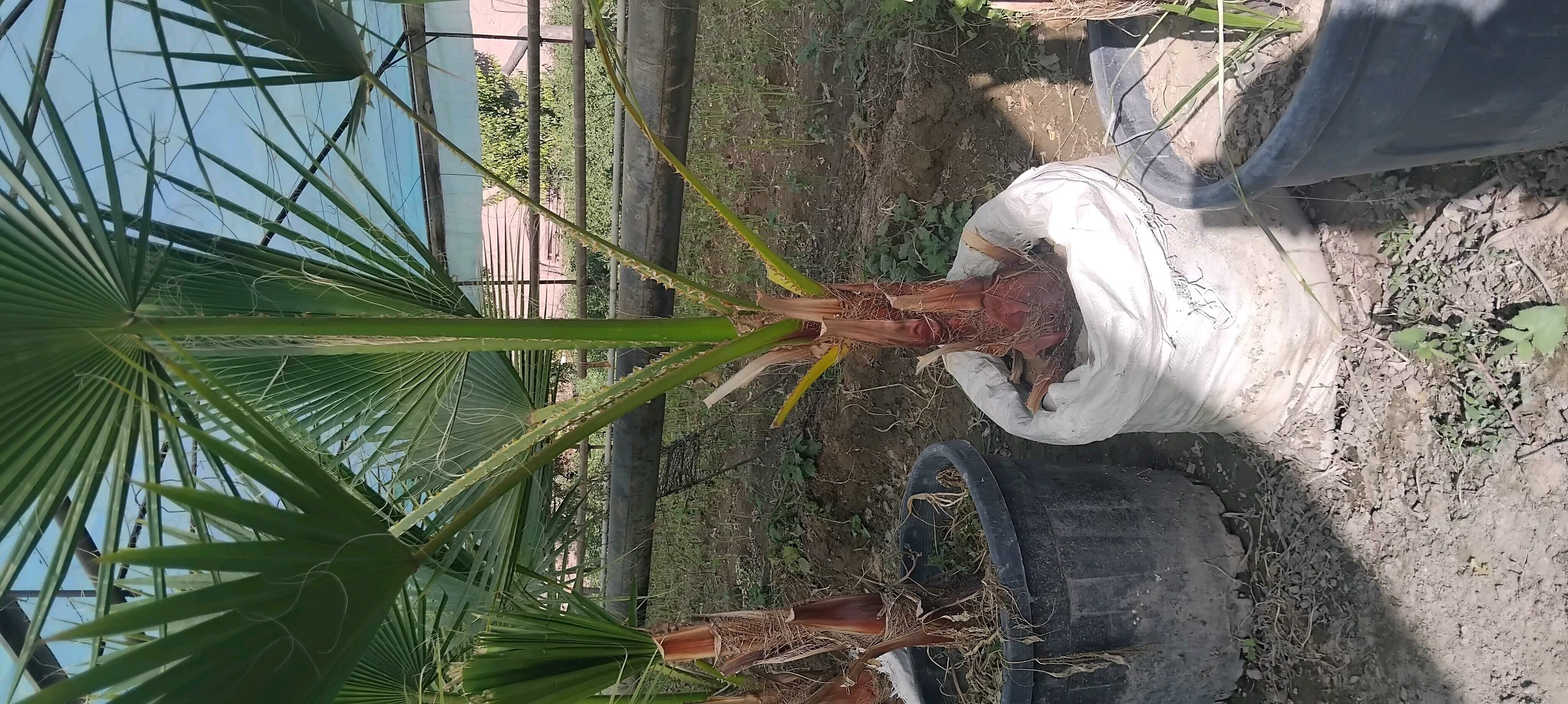 palma - Daşoguz - img 2