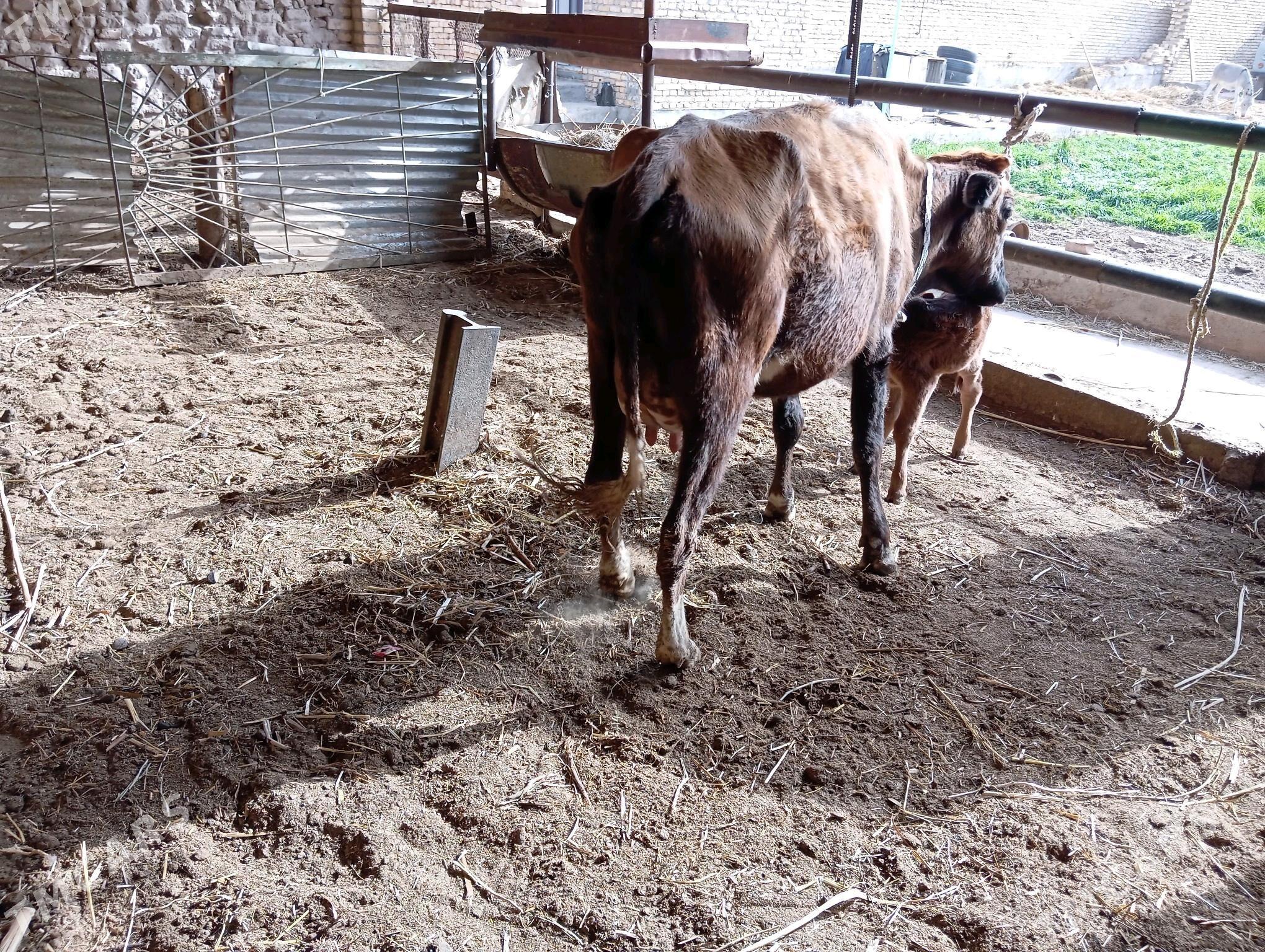 saglyk sygyr - Чарджоу - img 3