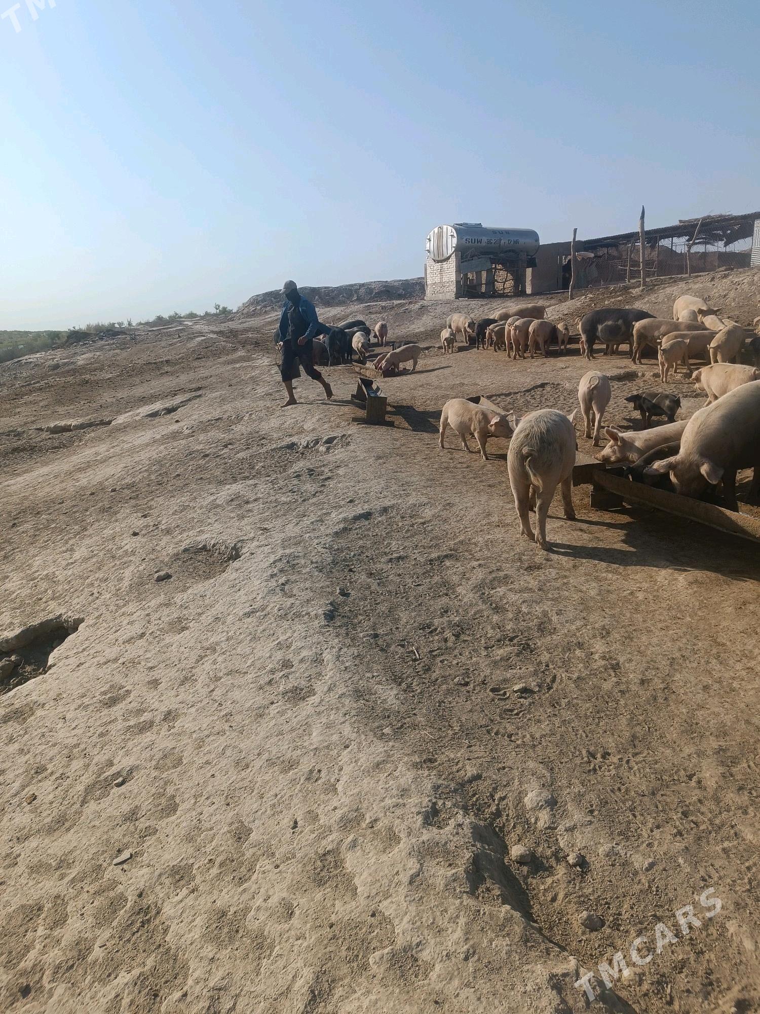 ишгер герек - Türkmenabat - img 1