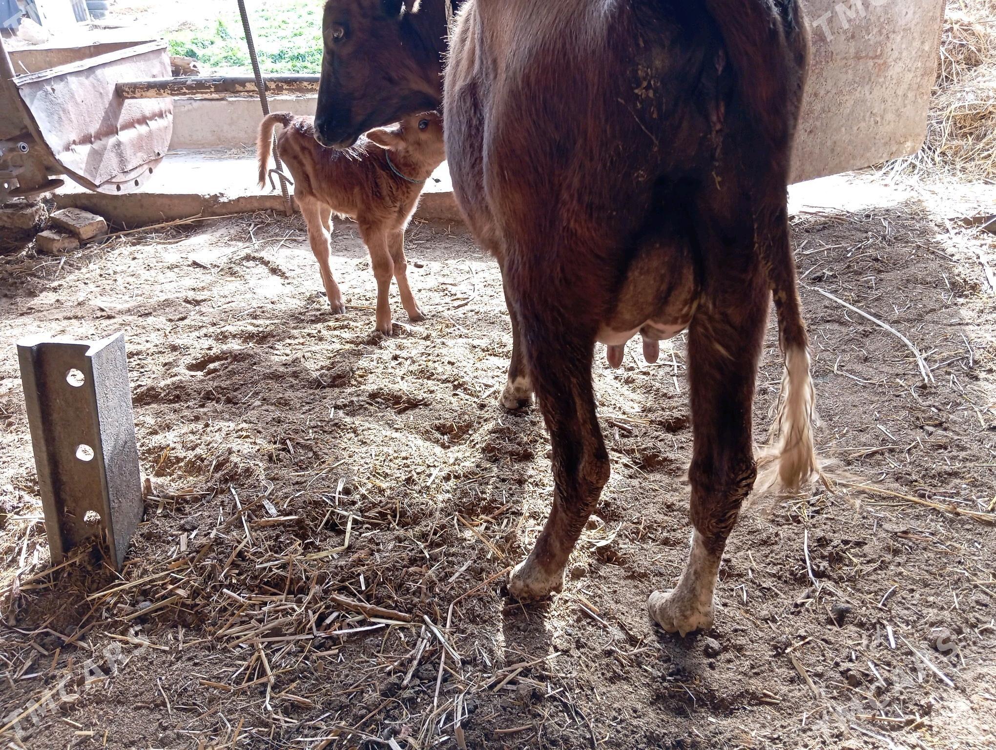 saglyk sygyr - Чарджоу - img 2