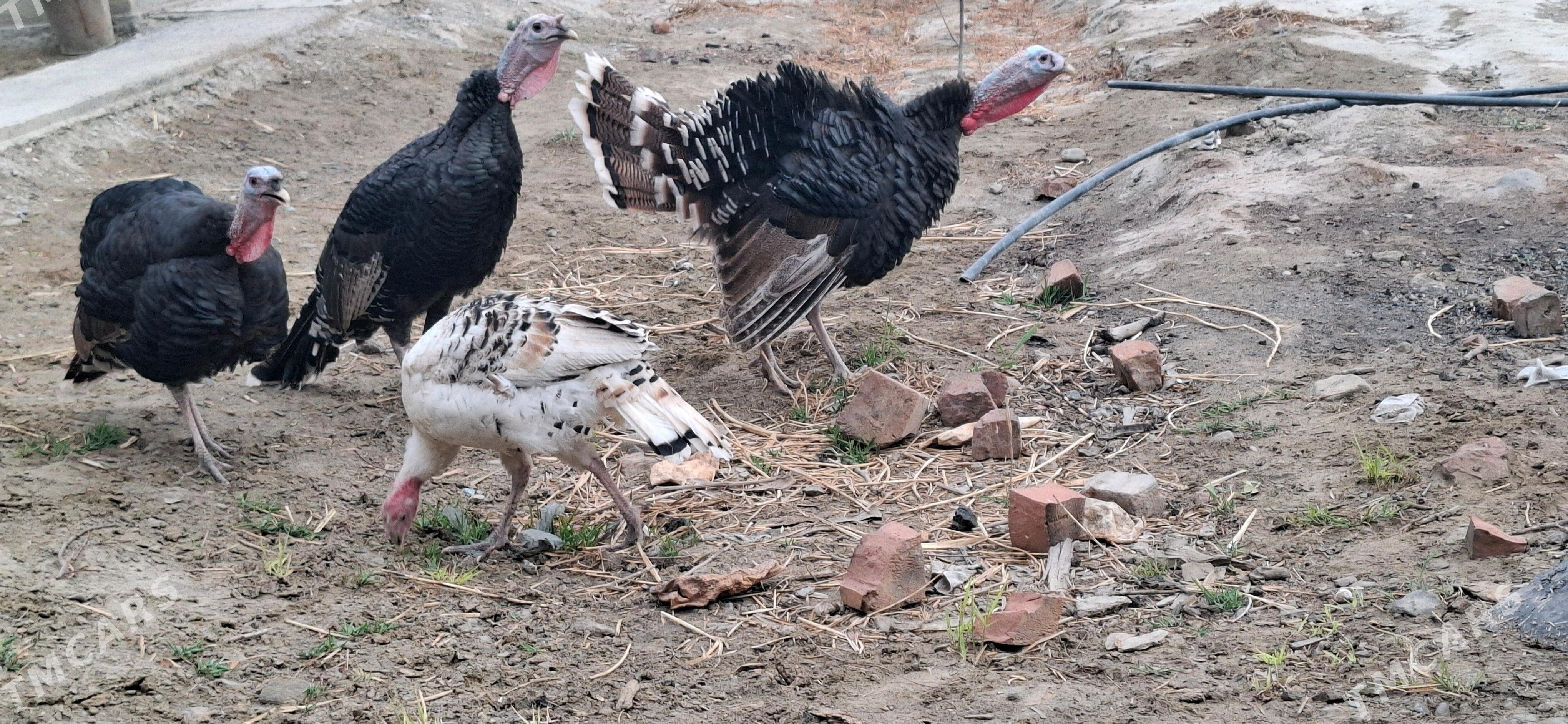 Induk - Бахарден - img 2