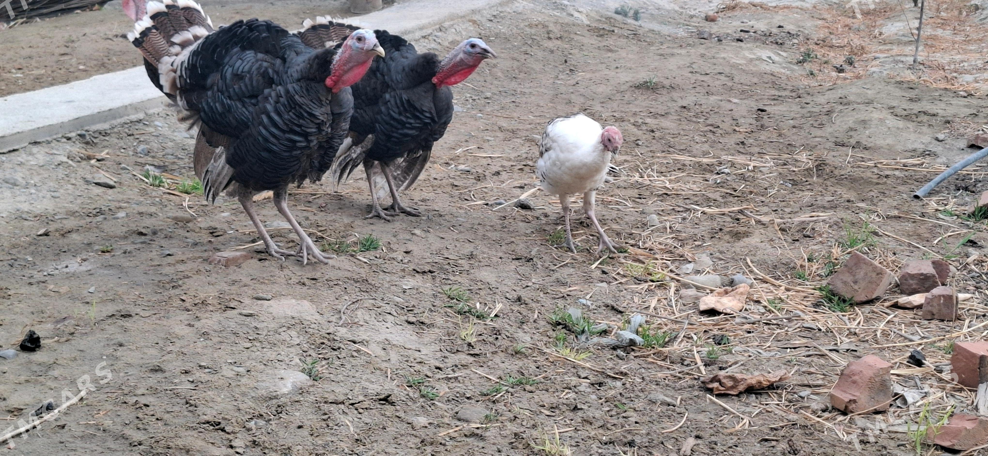 Induk - Бахарден - img 3