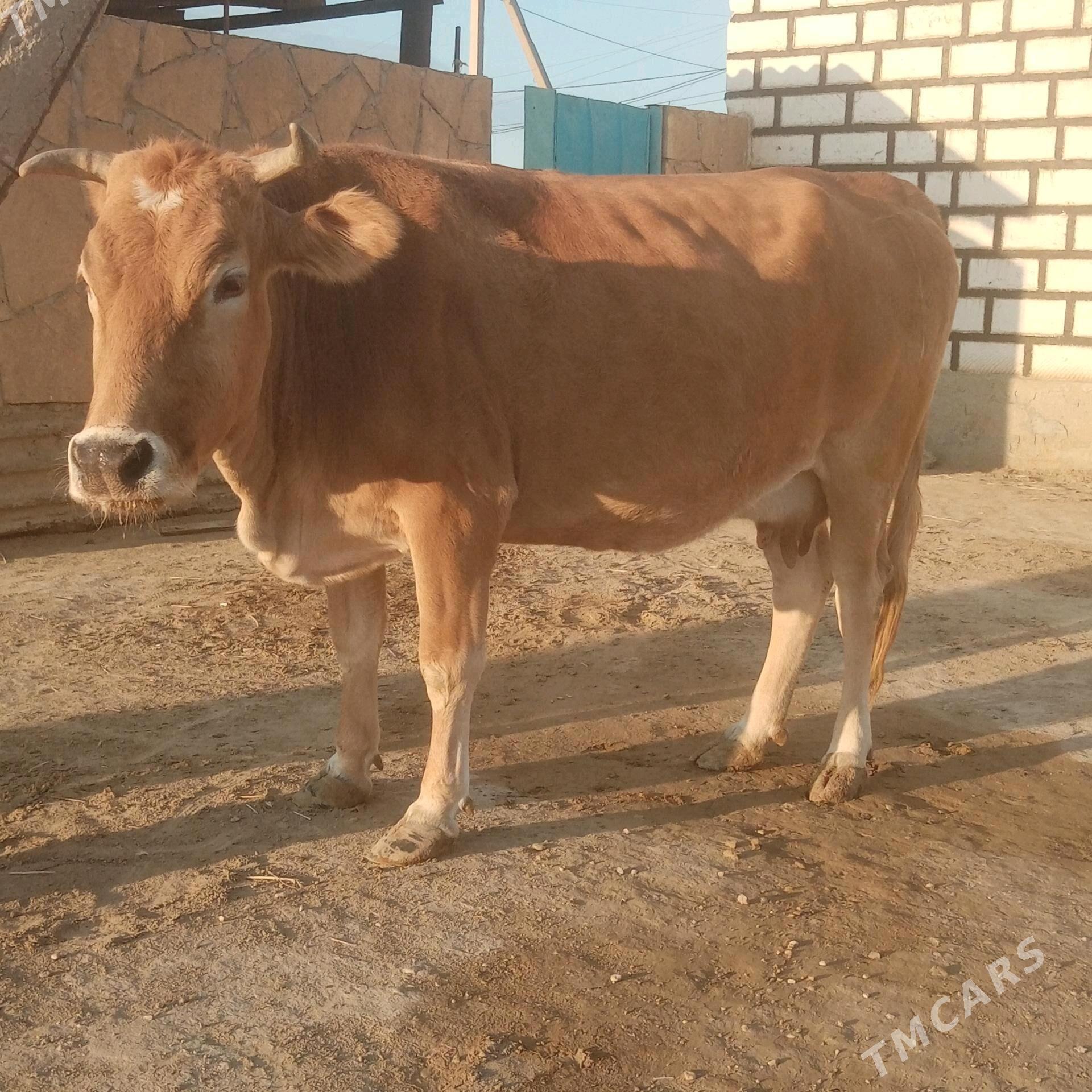 sygyr - Эсенгулы - img 3