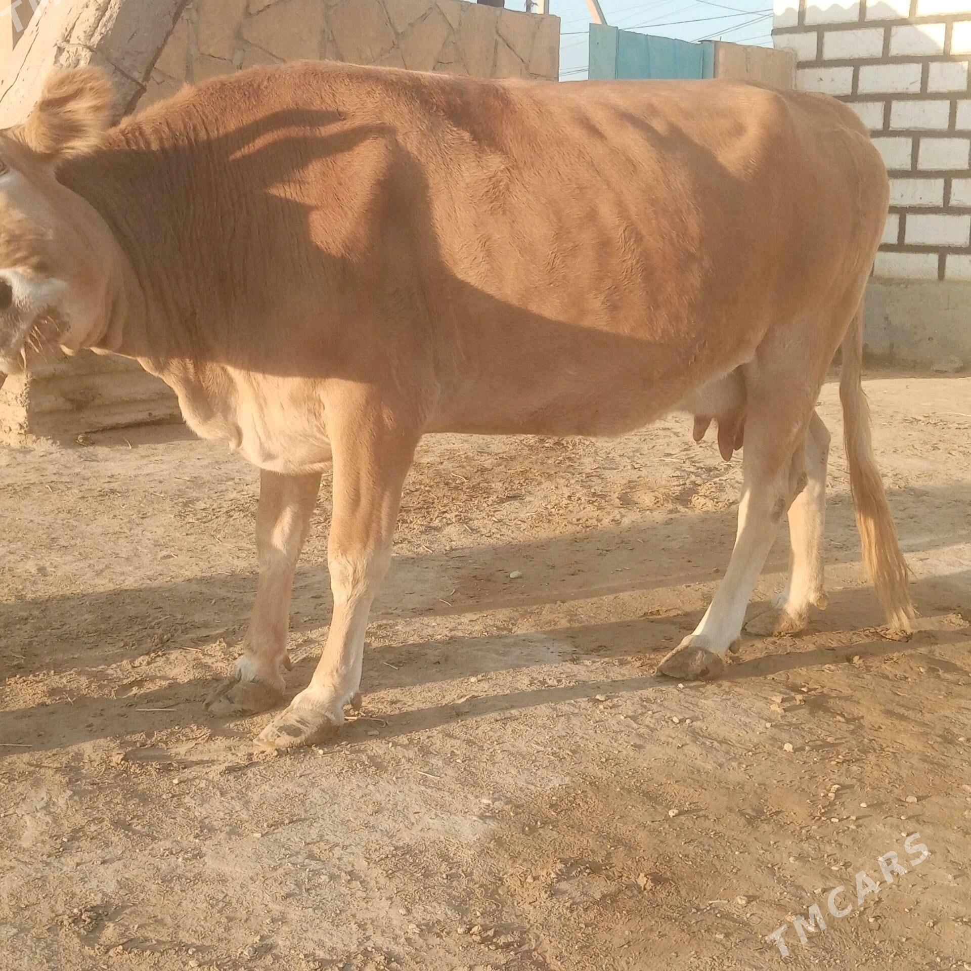 sygyr - Эсенгулы - img 2