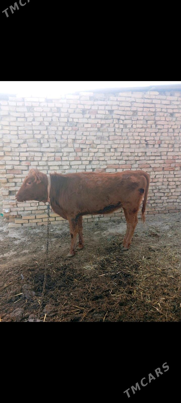 göle bakylan - Murgap - img 2