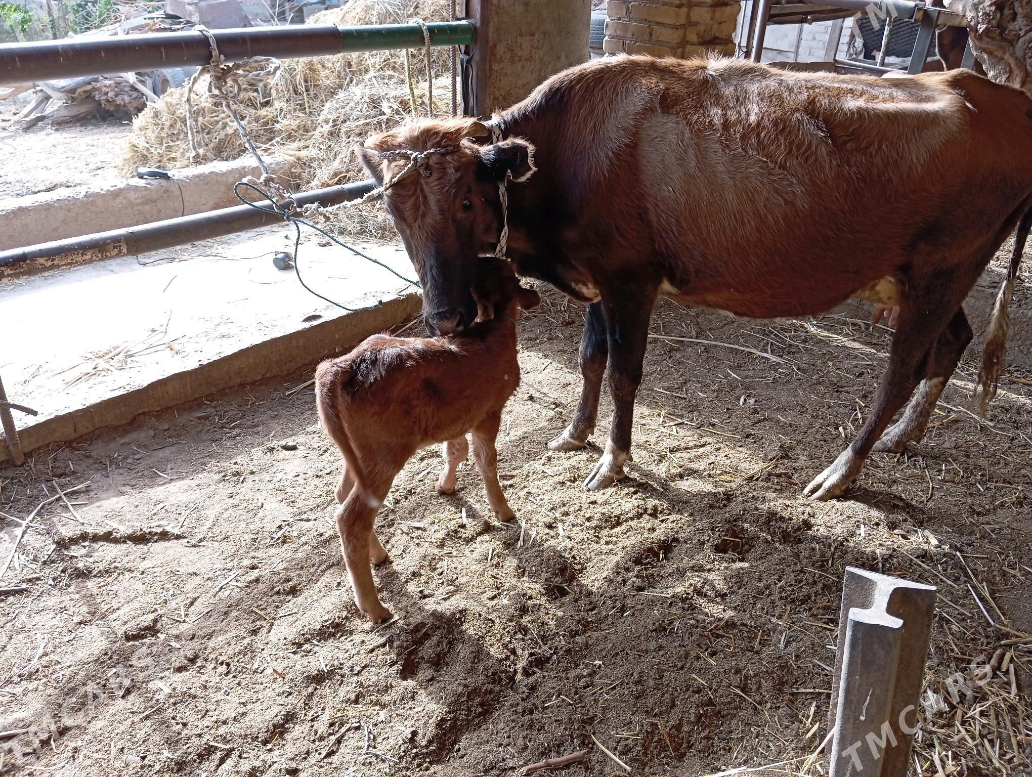 saglyk sygyr - Чарджоу - img 6