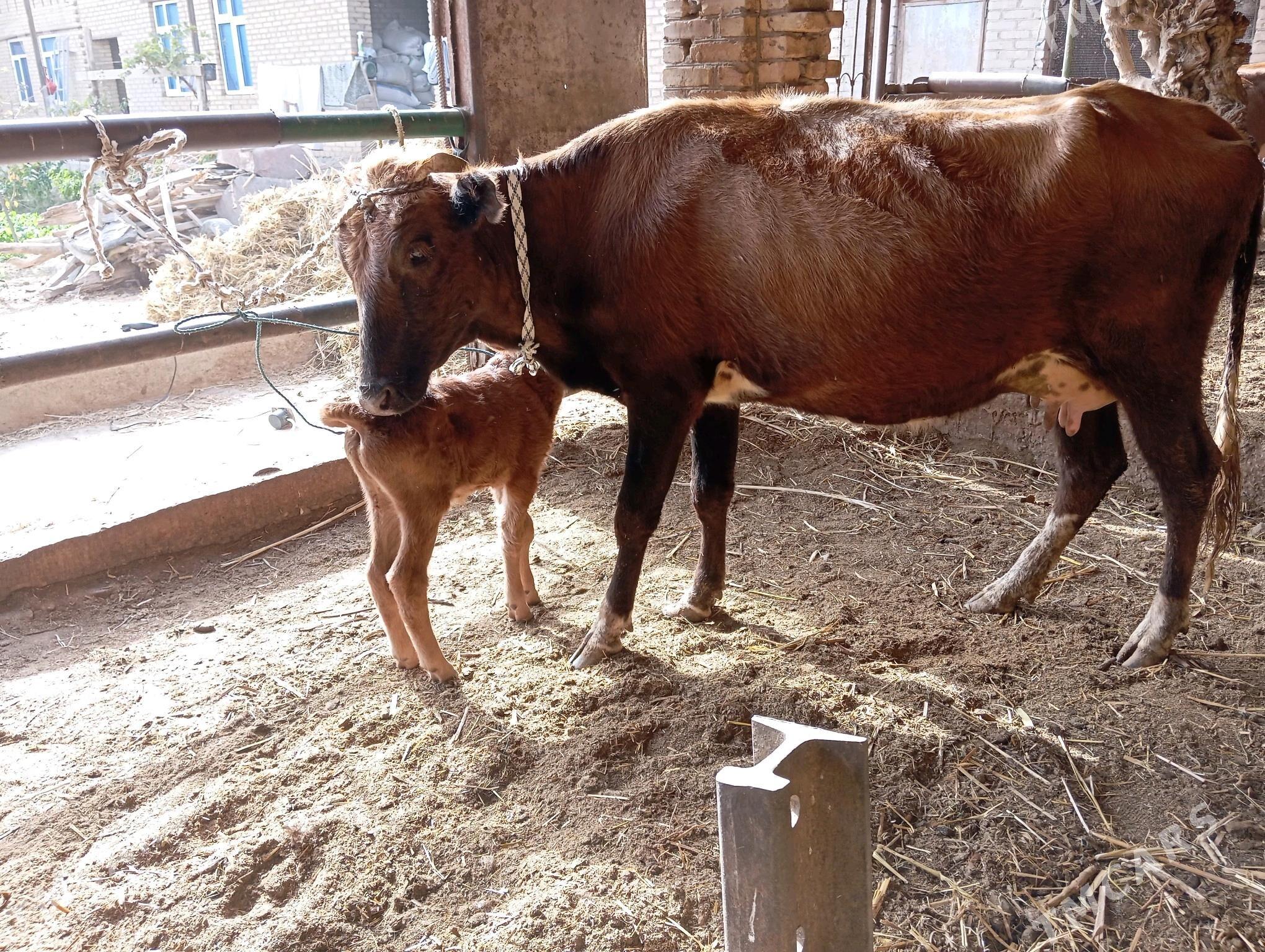 saglyk sygyr - Чарджоу - img 4