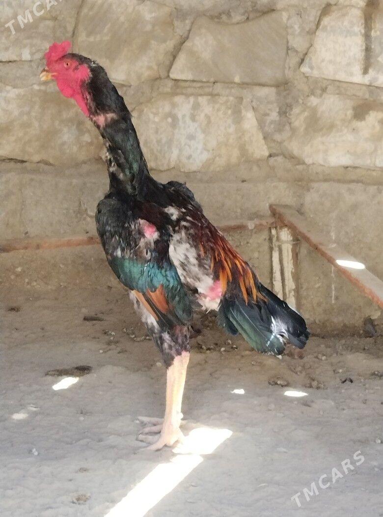 TASKENT BAYES HORAZ - Эсенгулы - img 2