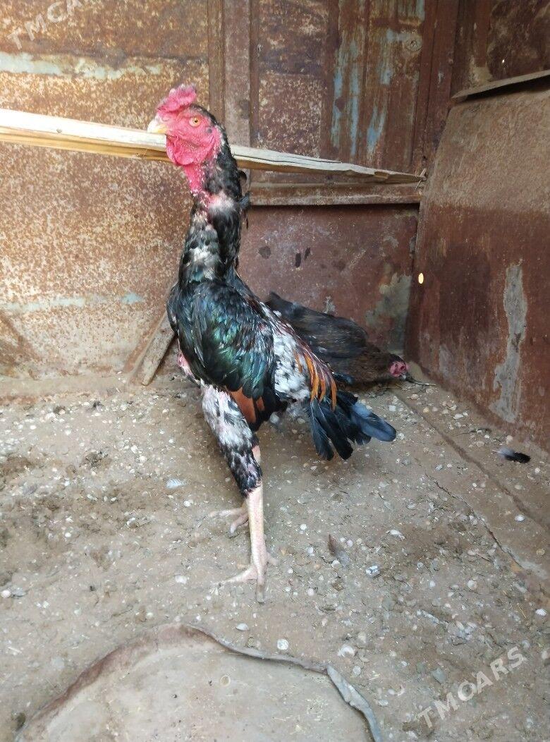 TASKENT BAYES HORAZ - Эсенгулы - img 3