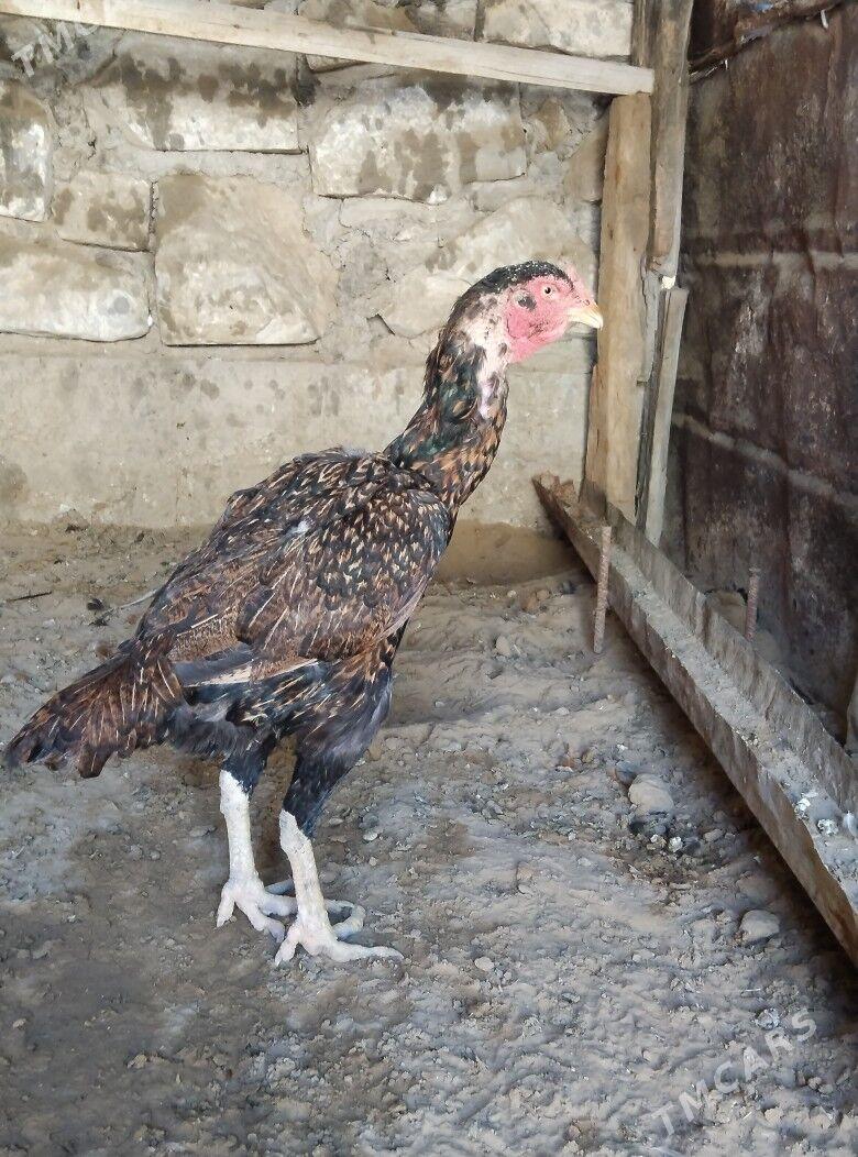 TASKENT BAYES MAKI - Esenguly - img 2