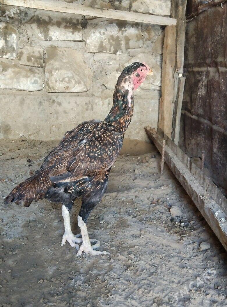 TASKENT BAYES MAKI - Esenguly - img 3