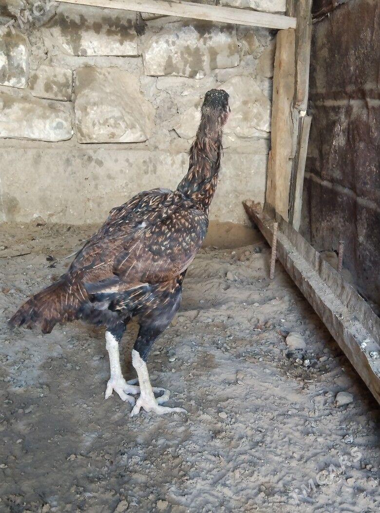 TASKENT BAYES MAKI - Esenguly - img 5