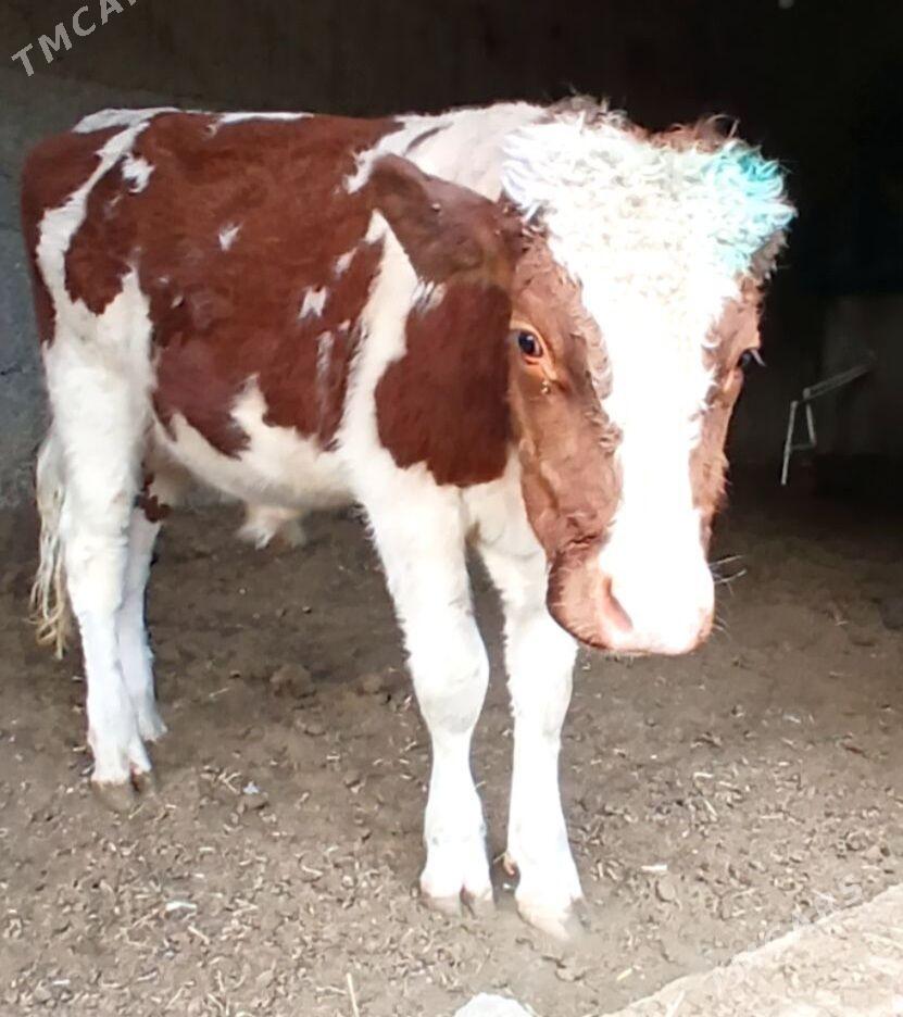 ÖKÜZ AÝŞIR - Herrikgala - img 4