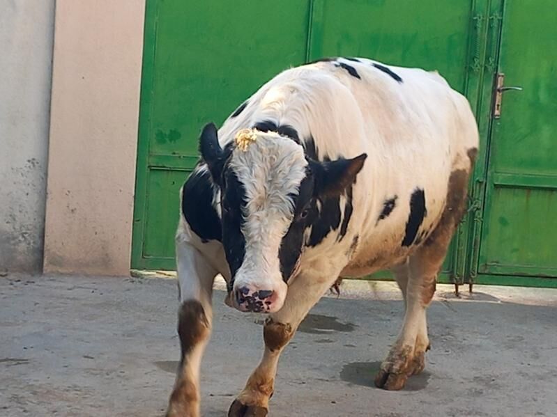 Okuz - Гёкдже - img 3