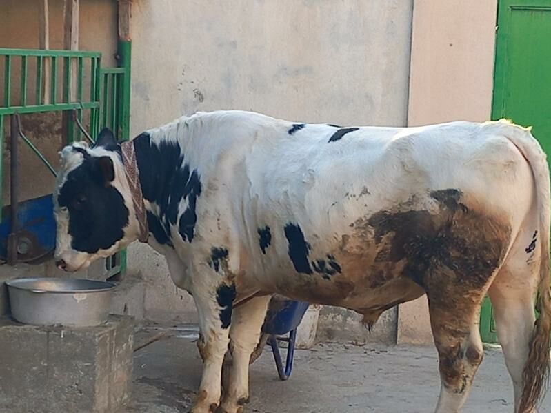 Okuz - Гёкдже - img 4