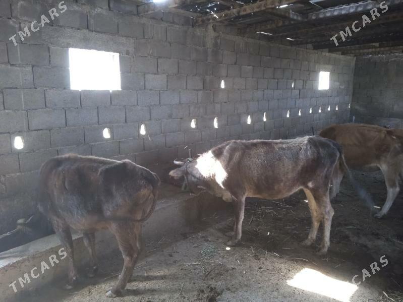 gysyr sygyrla - Гызыларбат - img 2