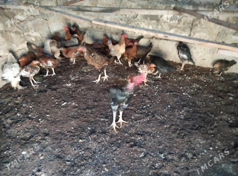 BAYES BRAMA TURKMEN TOWUK - Esenguly - img 3