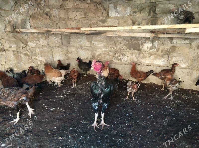 BAYES BRAMA TURKMEN TOWUK - Esenguly - img 2