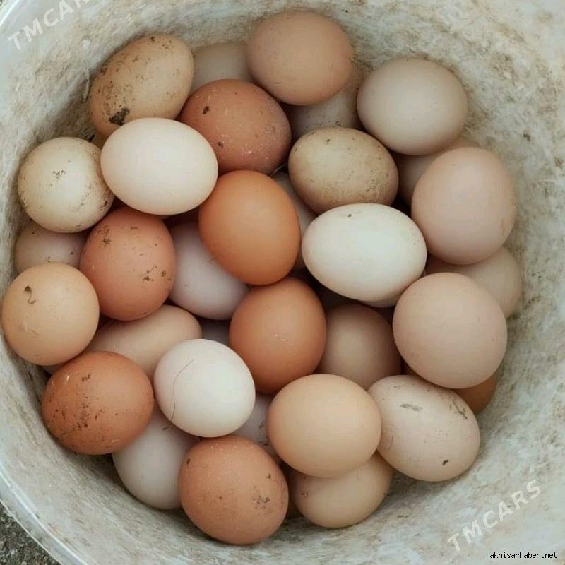 balgar juje - Sakarçäge - img 3