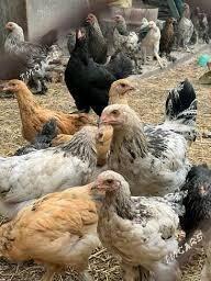 balgar juje - Sakarçäge - img 2