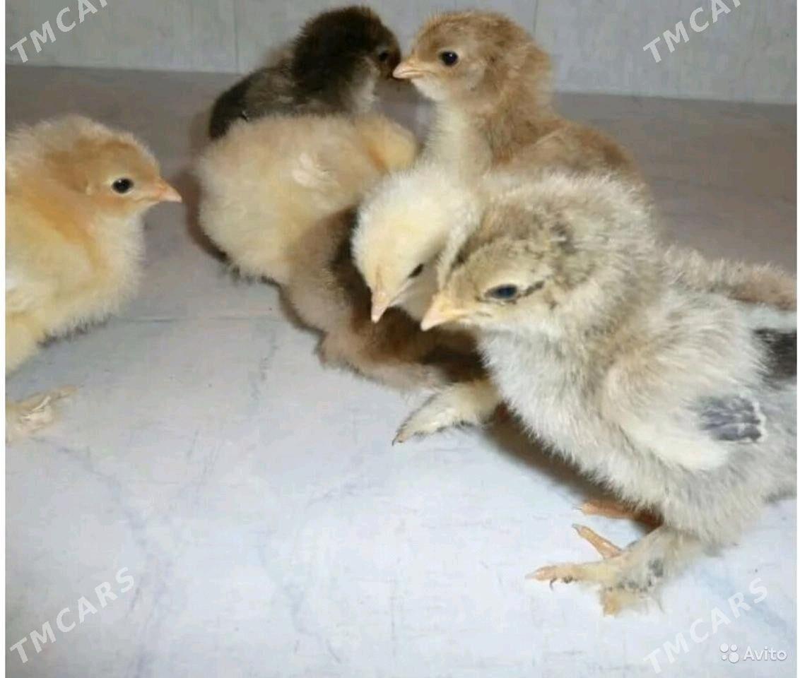 balgar juje - Sakarçäge - img 1