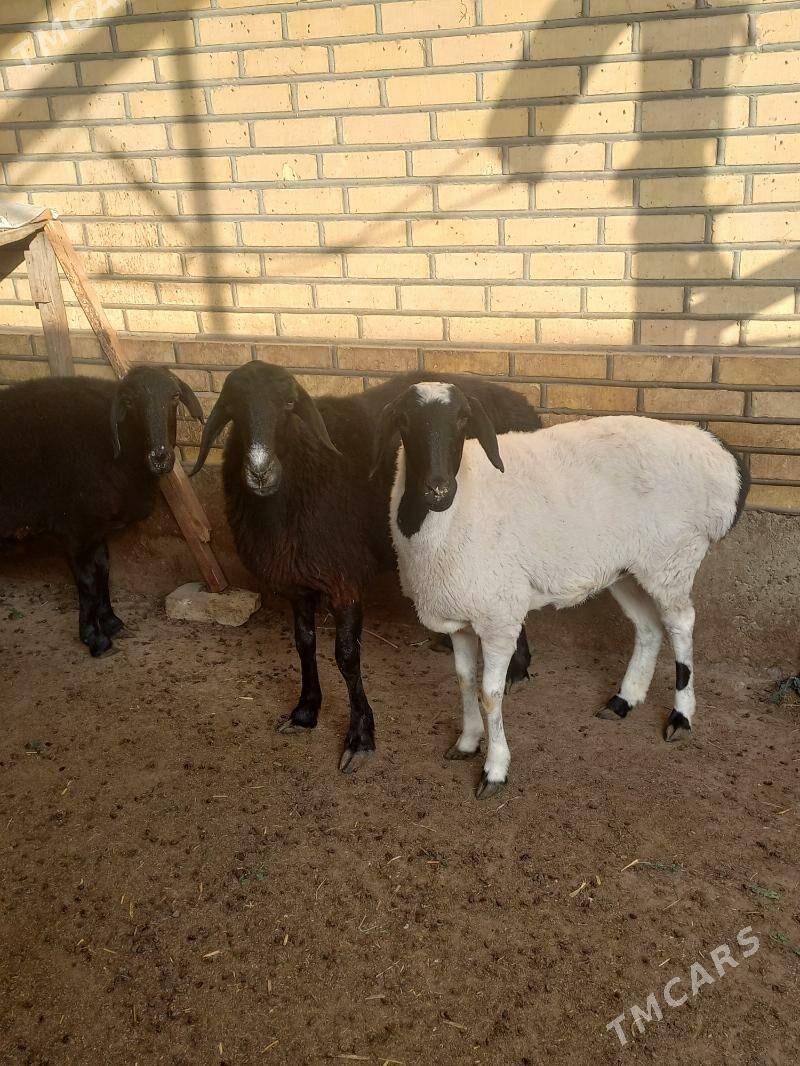 гисар гоюнлар - Мары - img 1