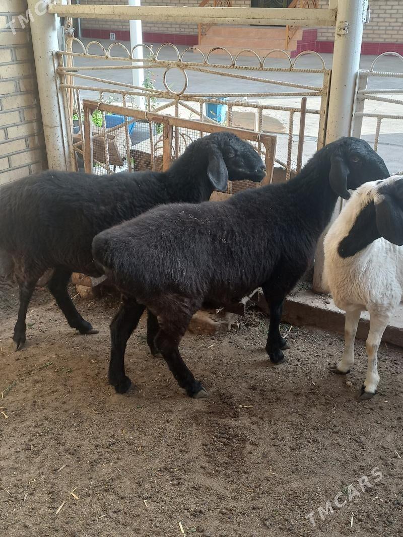 гисар гоюнлар - Мары - img 2