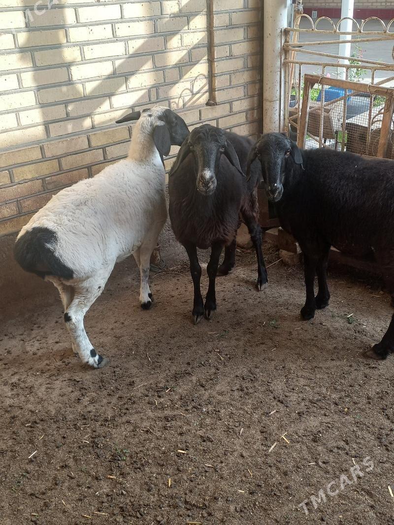 гисар гоюнлар - Мары - img 3