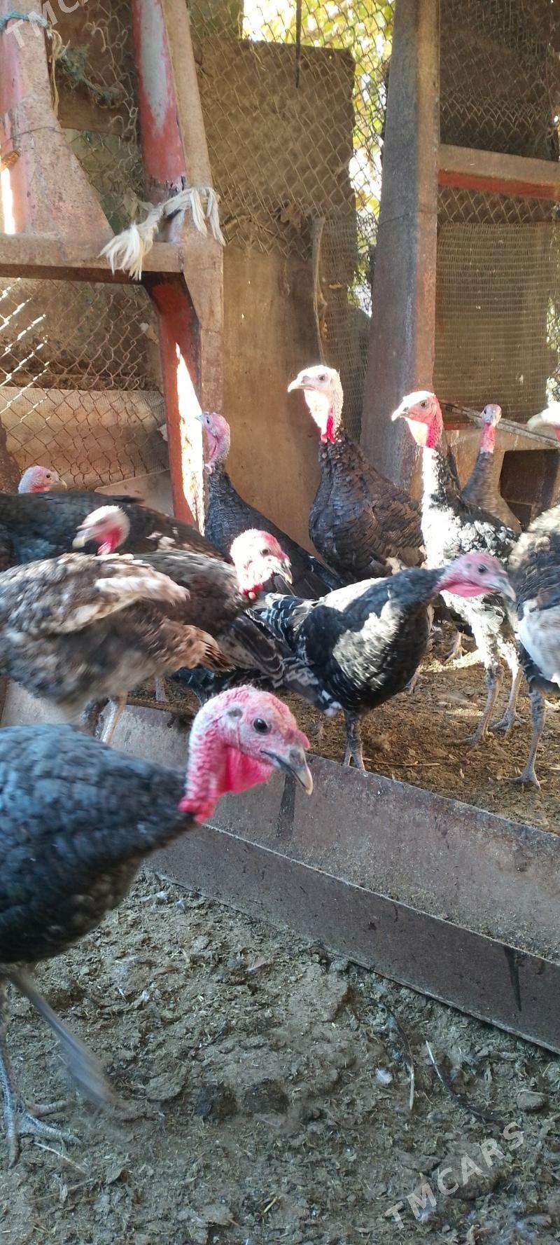 ундук - Dänew - img 2