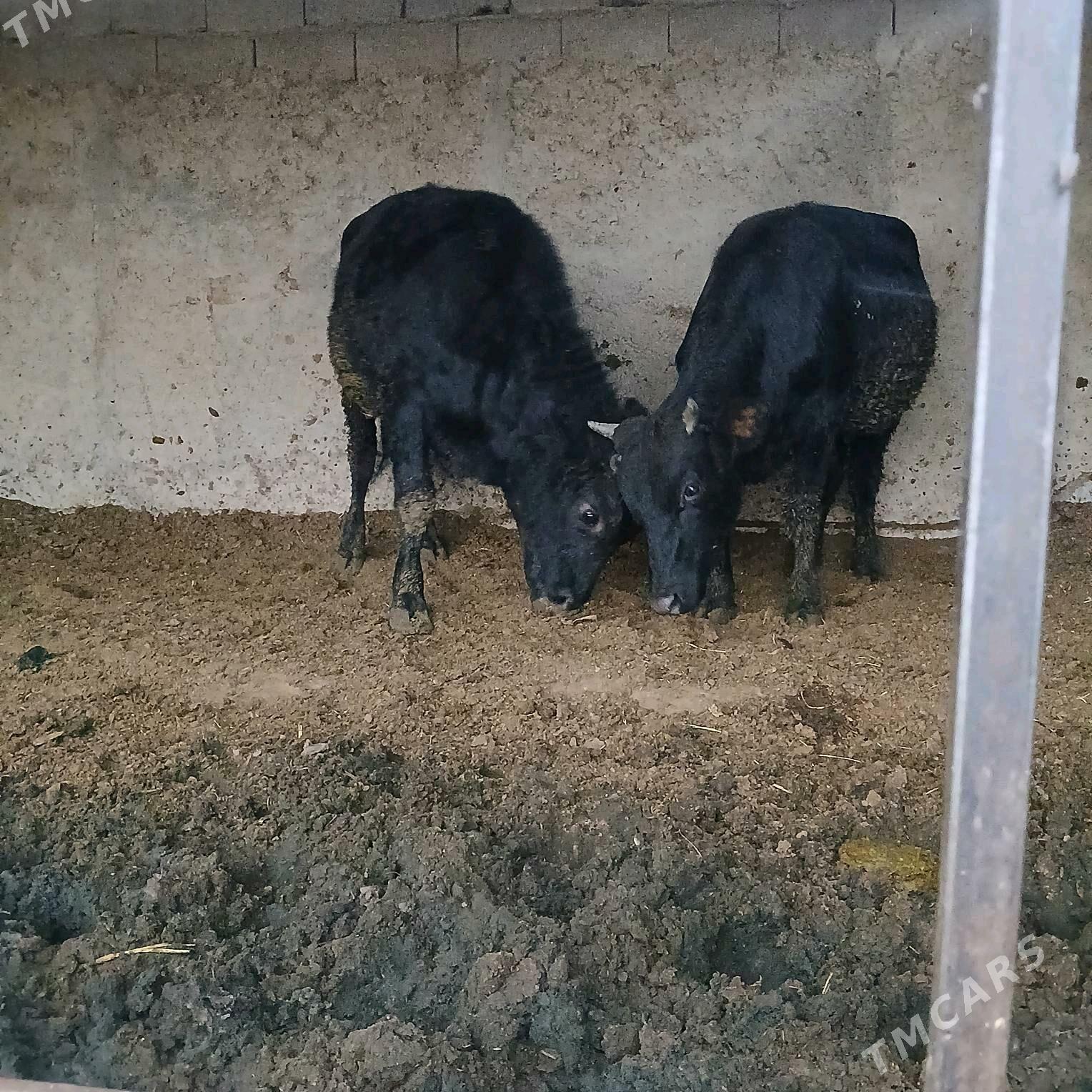 öküz 2sany - Änew - img 3