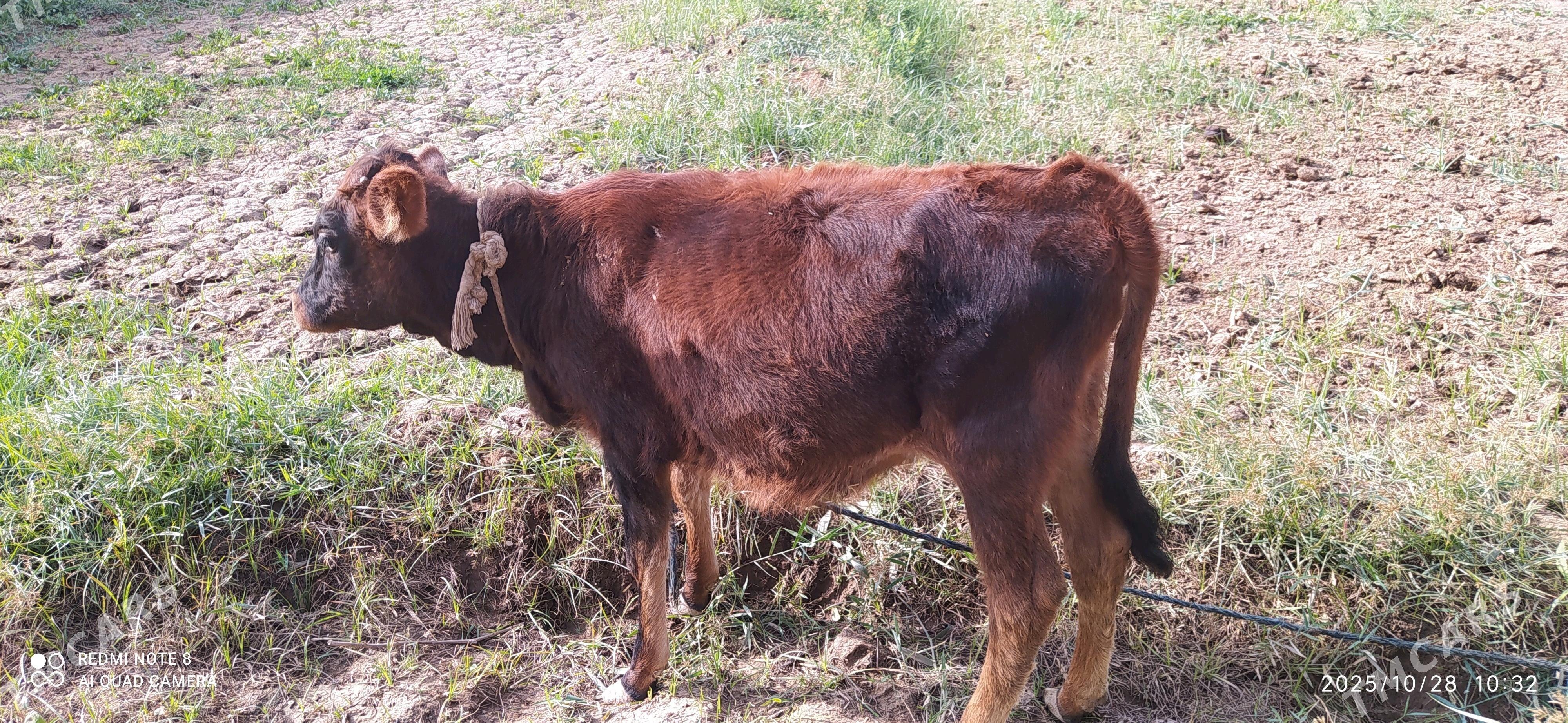 Tüwe 2 sany - Babadaýhan - img 3