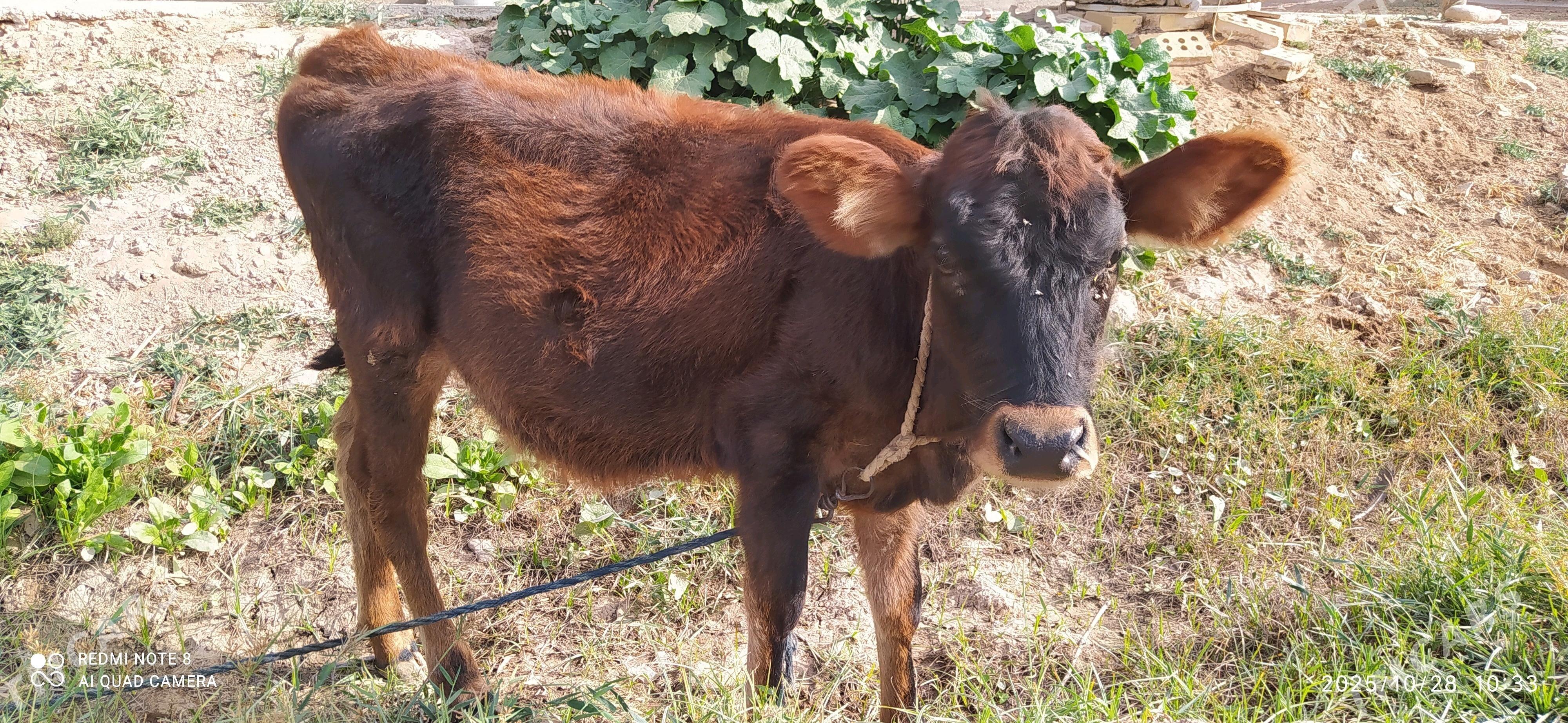 Tüwe 2 sany - Babadaýhan - img 1