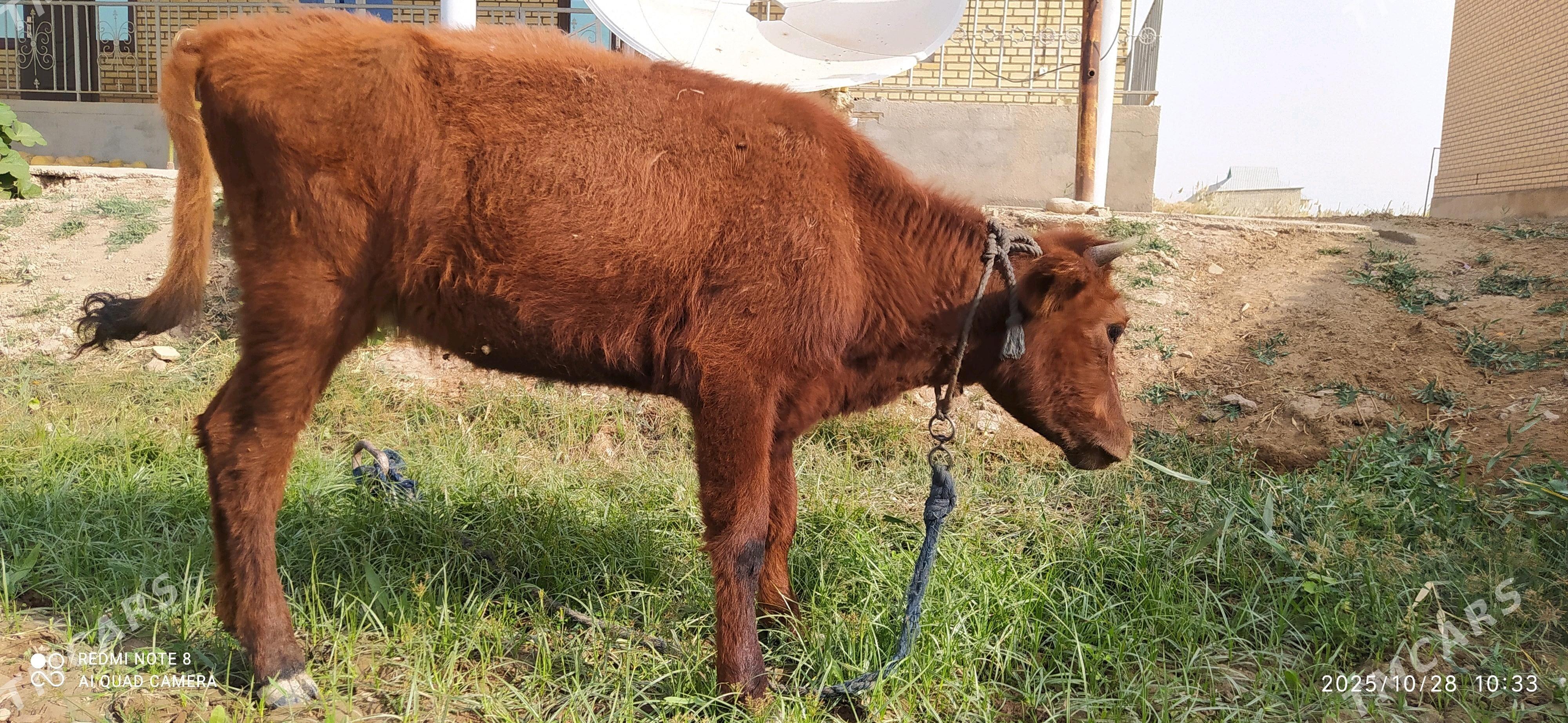 Tüwe 2 sany - Babadaýhan - img 2