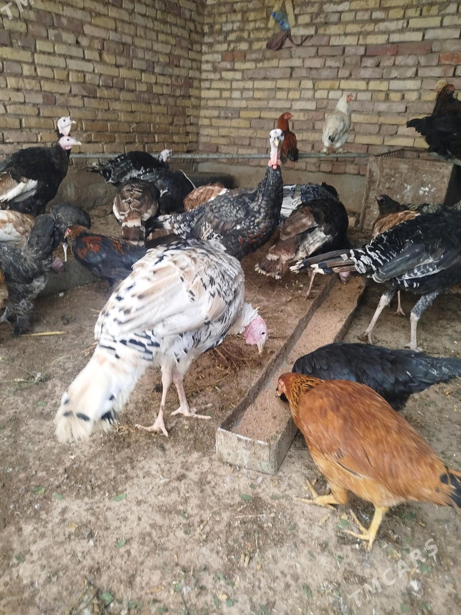 induk horaz - Tejen - img 1