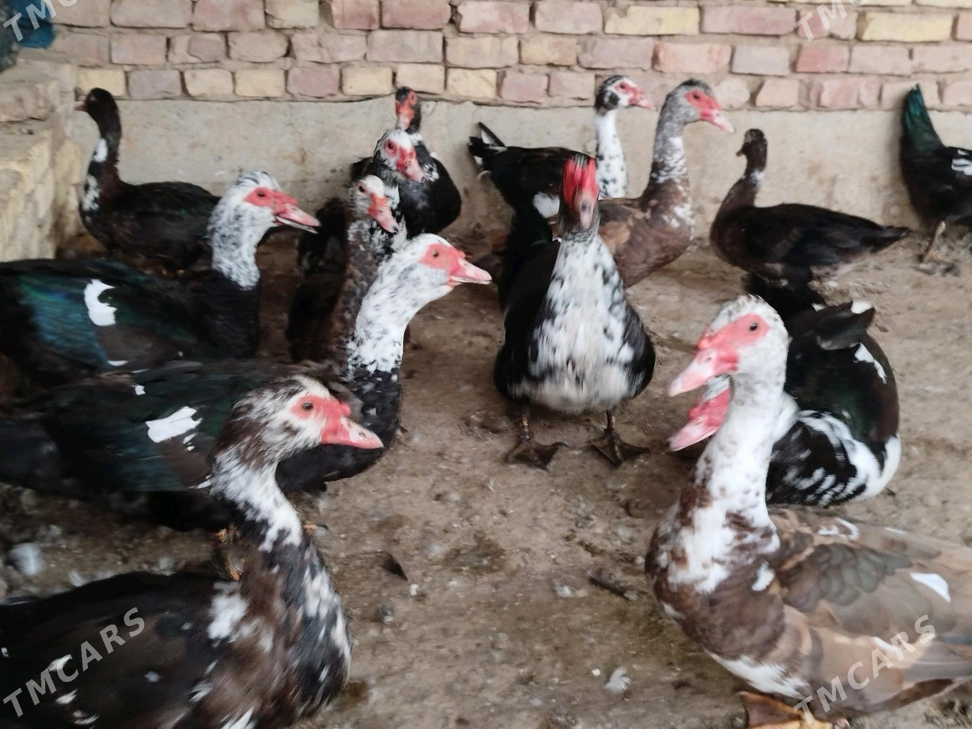 induk horaz - Tejen - img 3