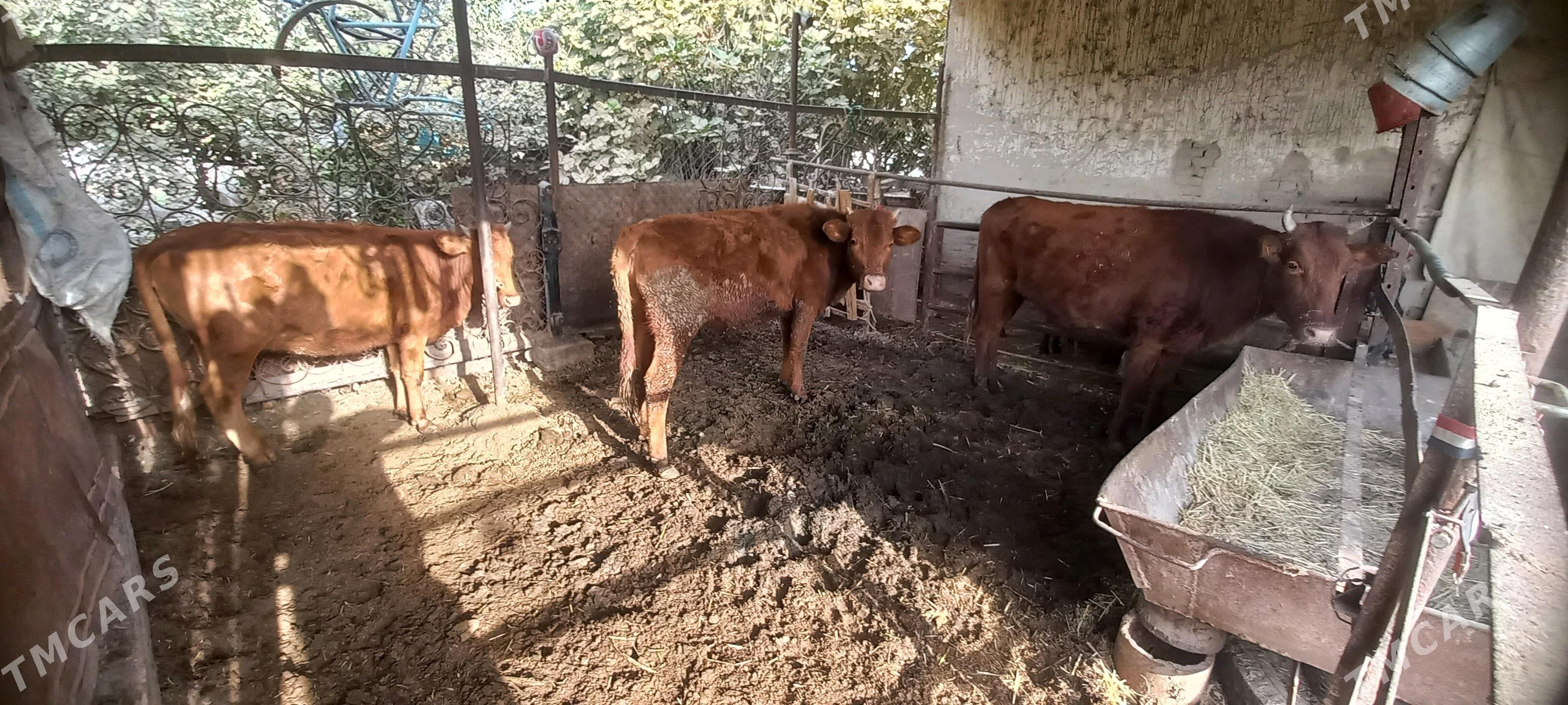 baky gulajynlar - Мары - img 2