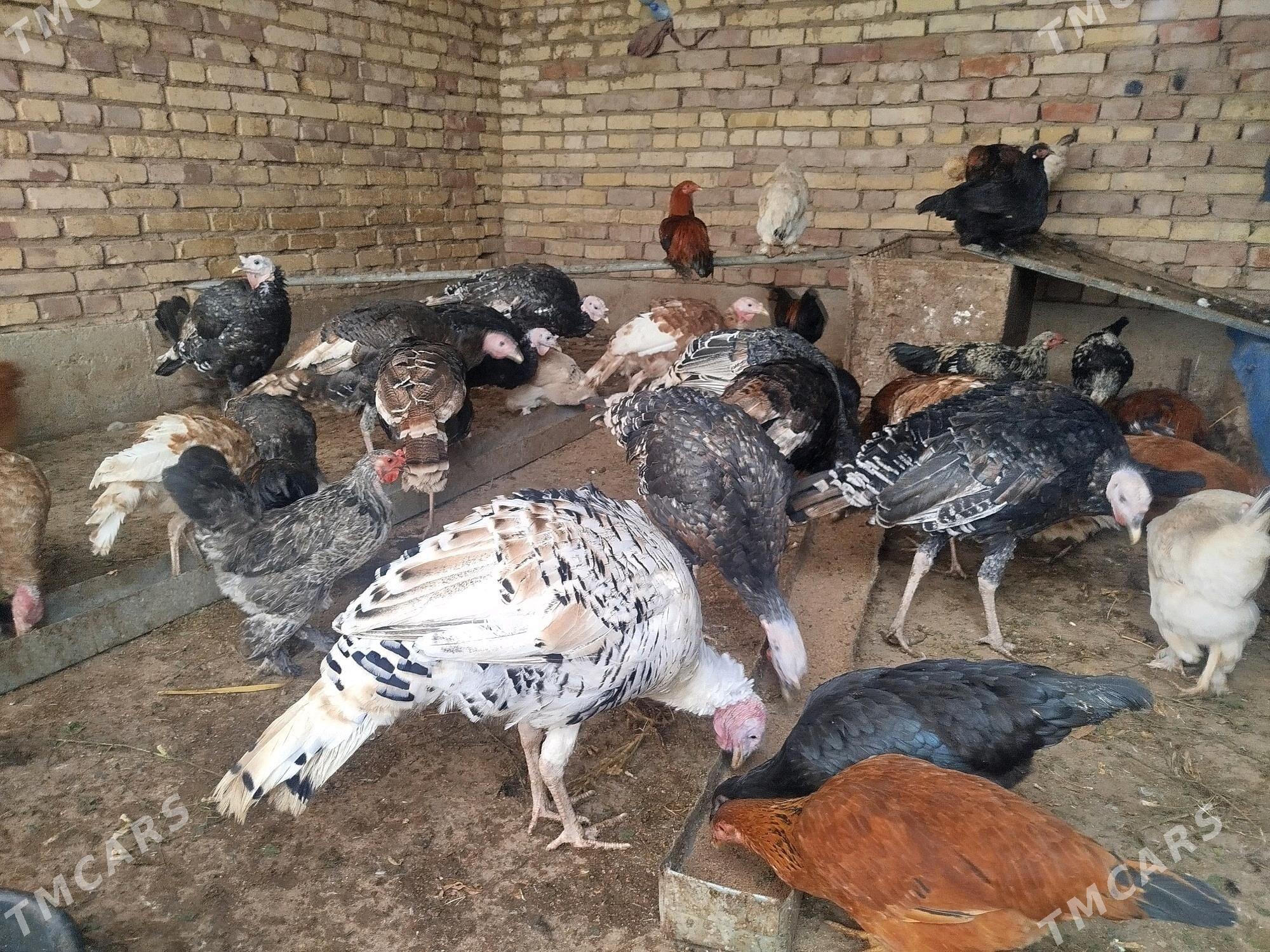 induk horaz - Tejen - img 2