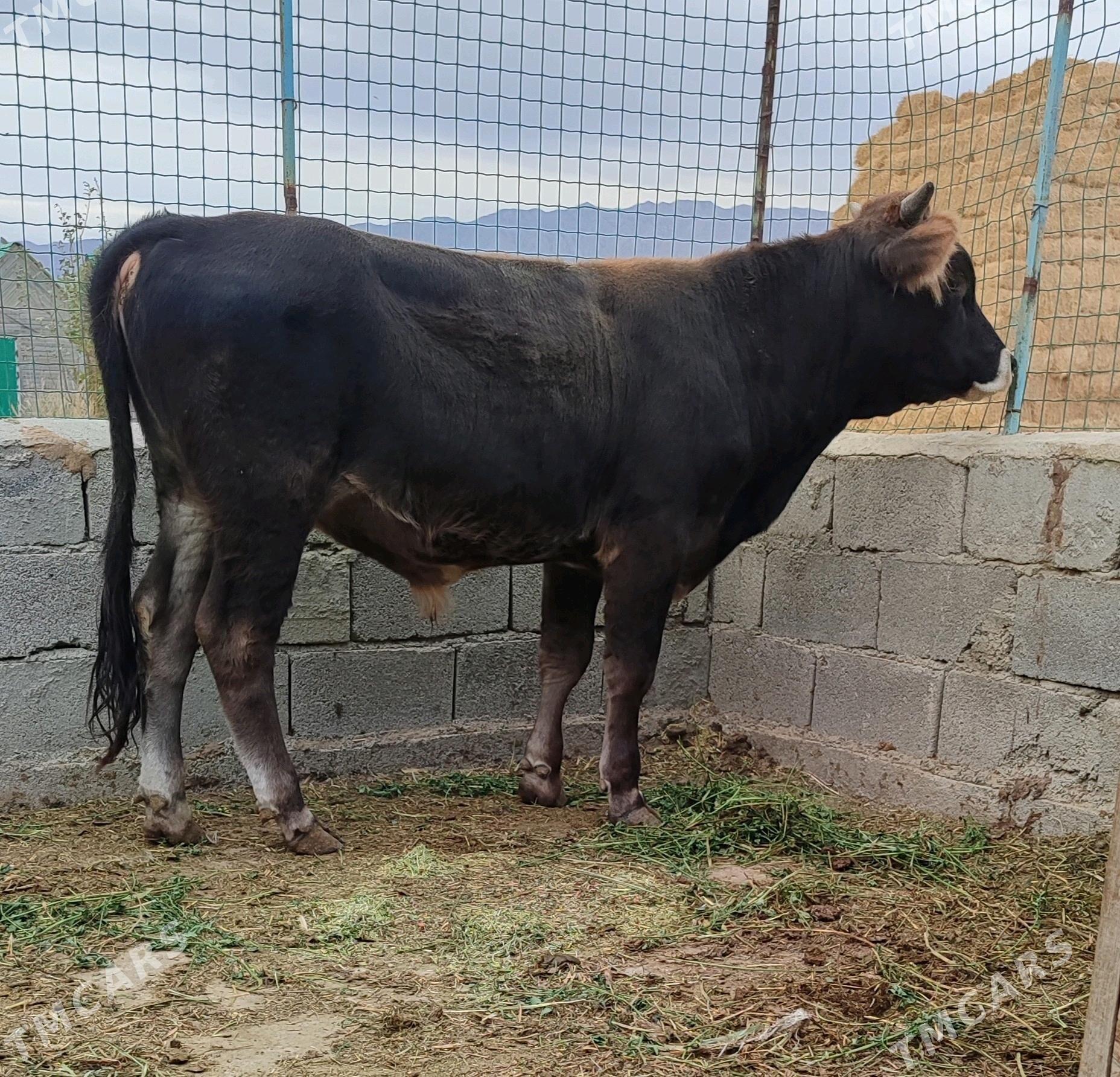 ARGINAL SIWES OKUZ - Bäherden - img 2