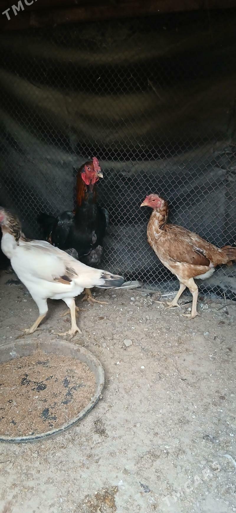 Taskent Horaz towuk - Ашхабад - img 1