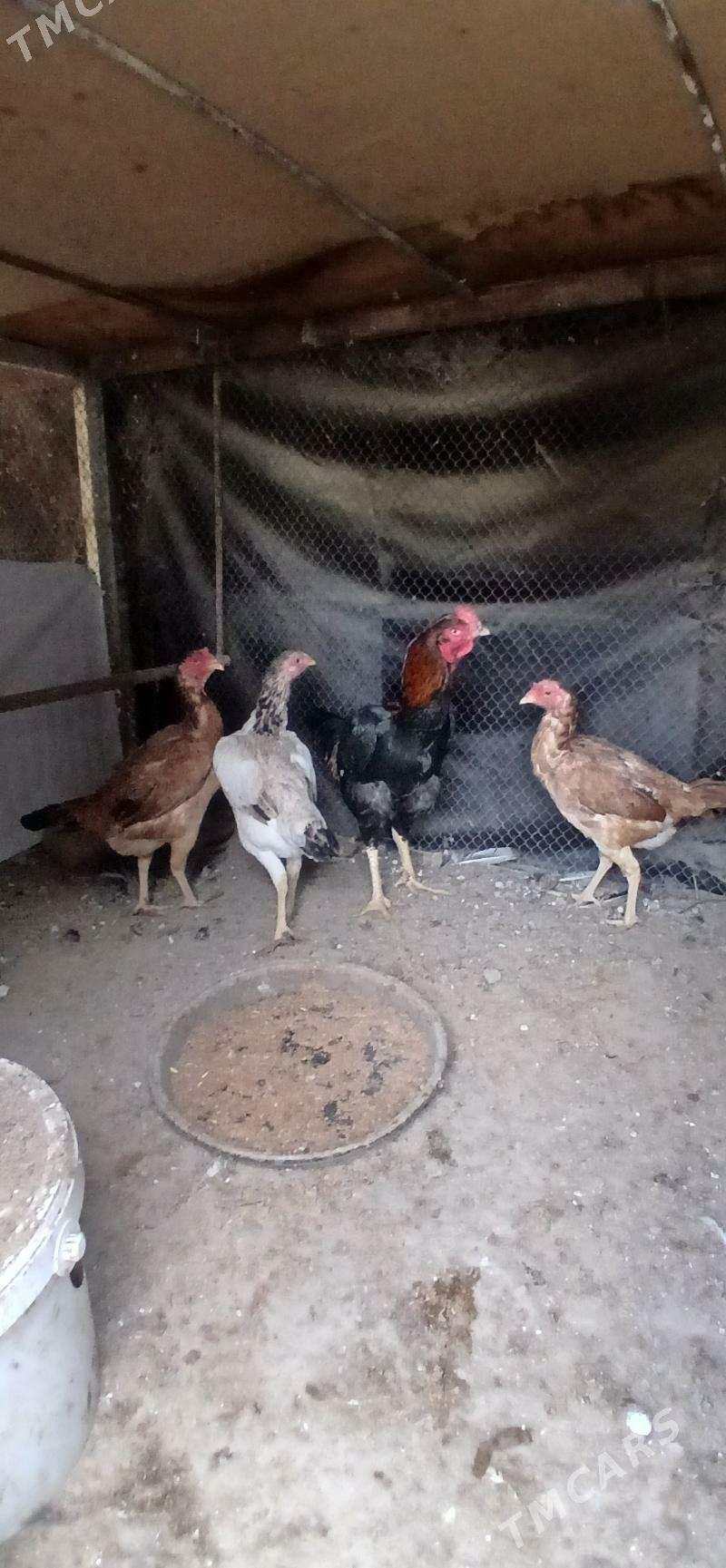 Taskent Horaz towuk - Ашхабад - img 2