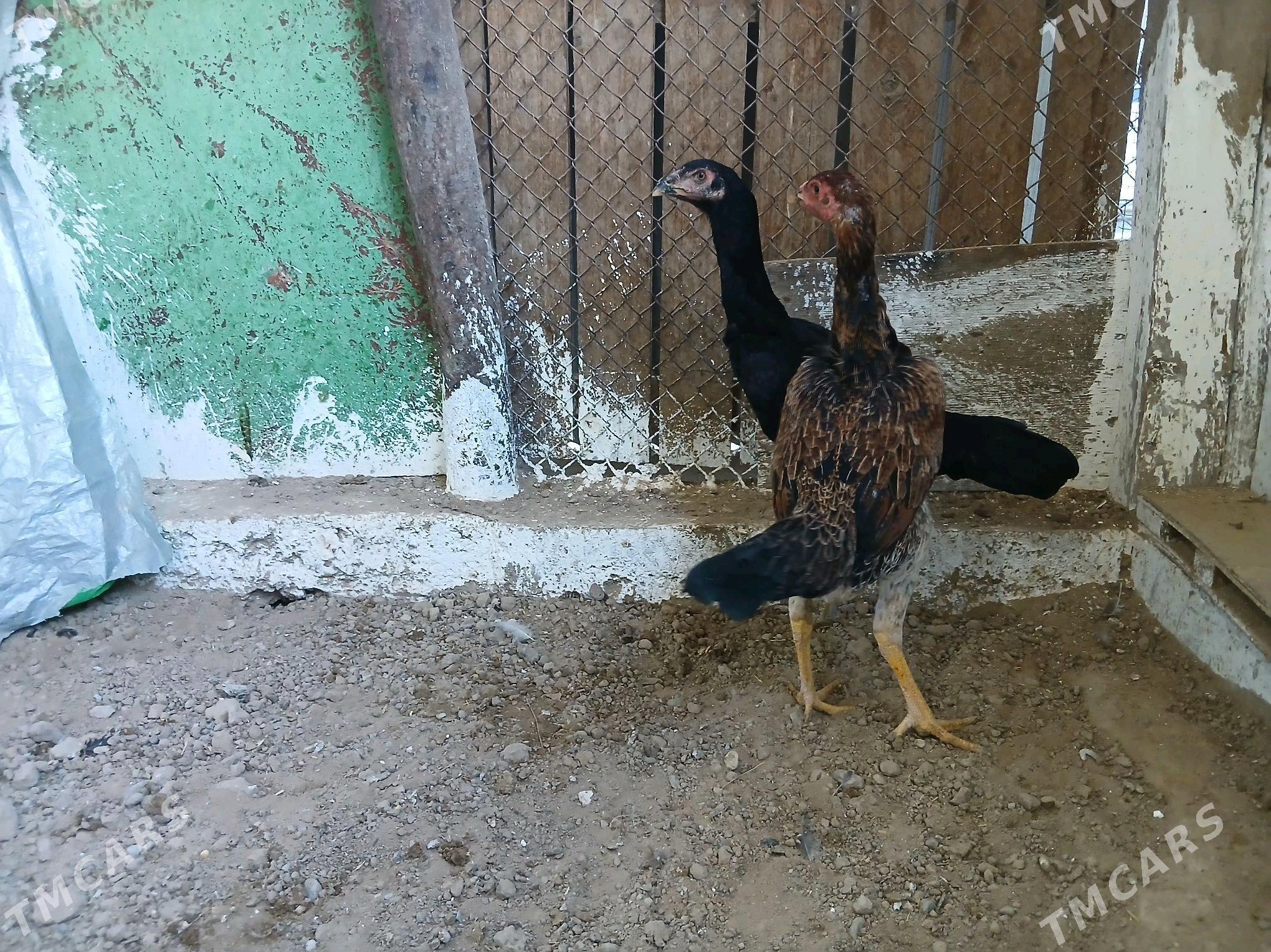 tașkent juje - Гёкдже - img 2