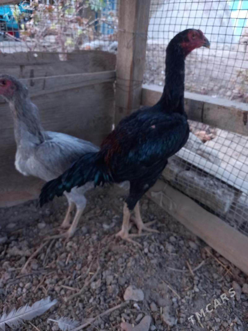 Bayes juja - Сакар - img 3