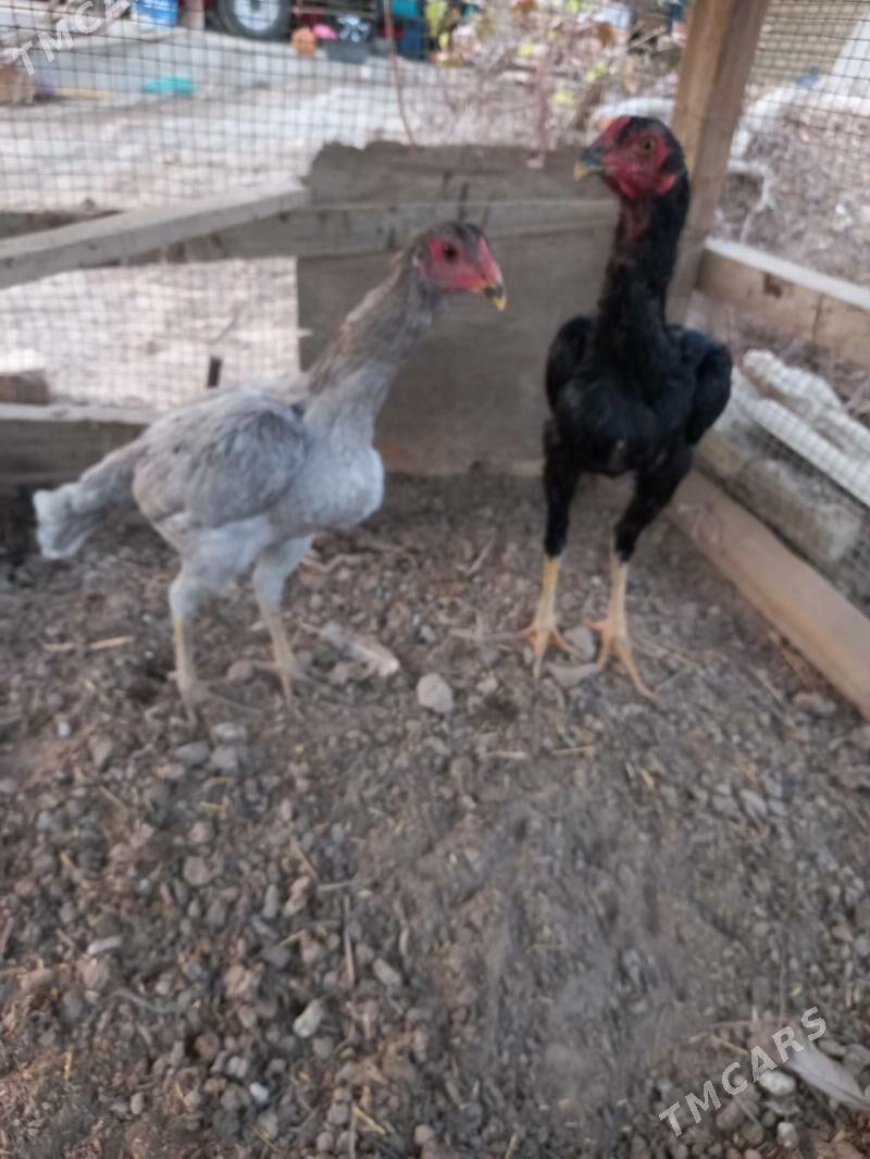 Bayes juja - Сакар - img 1