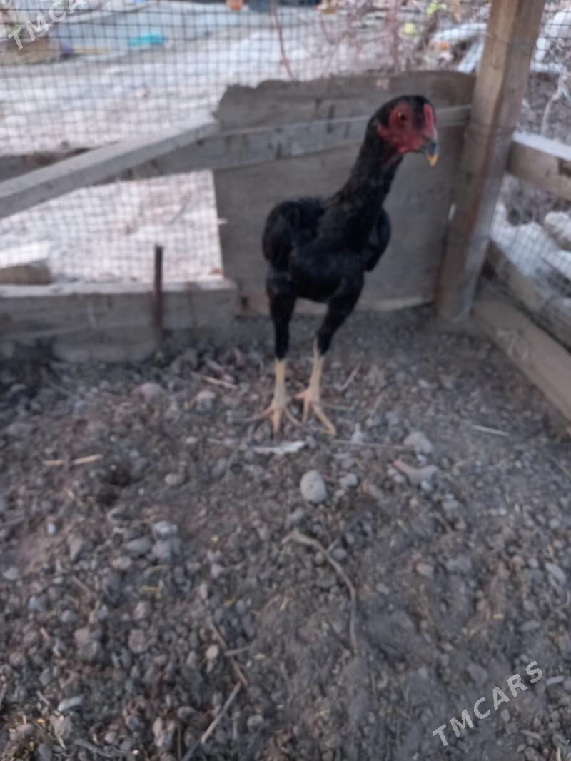 Bayes juja - Сакар - img 2