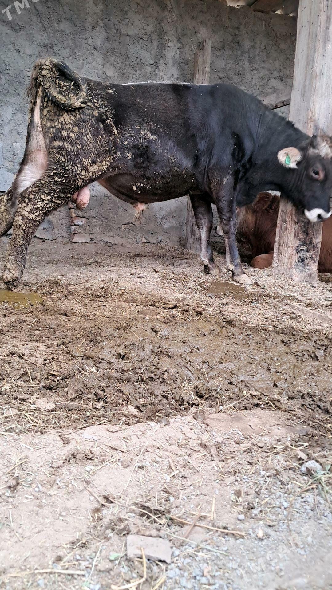 sygyr - Гёкдепе - img 5