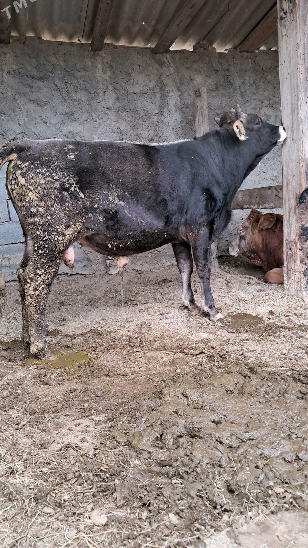 sygyr - Гёкдепе - img 6