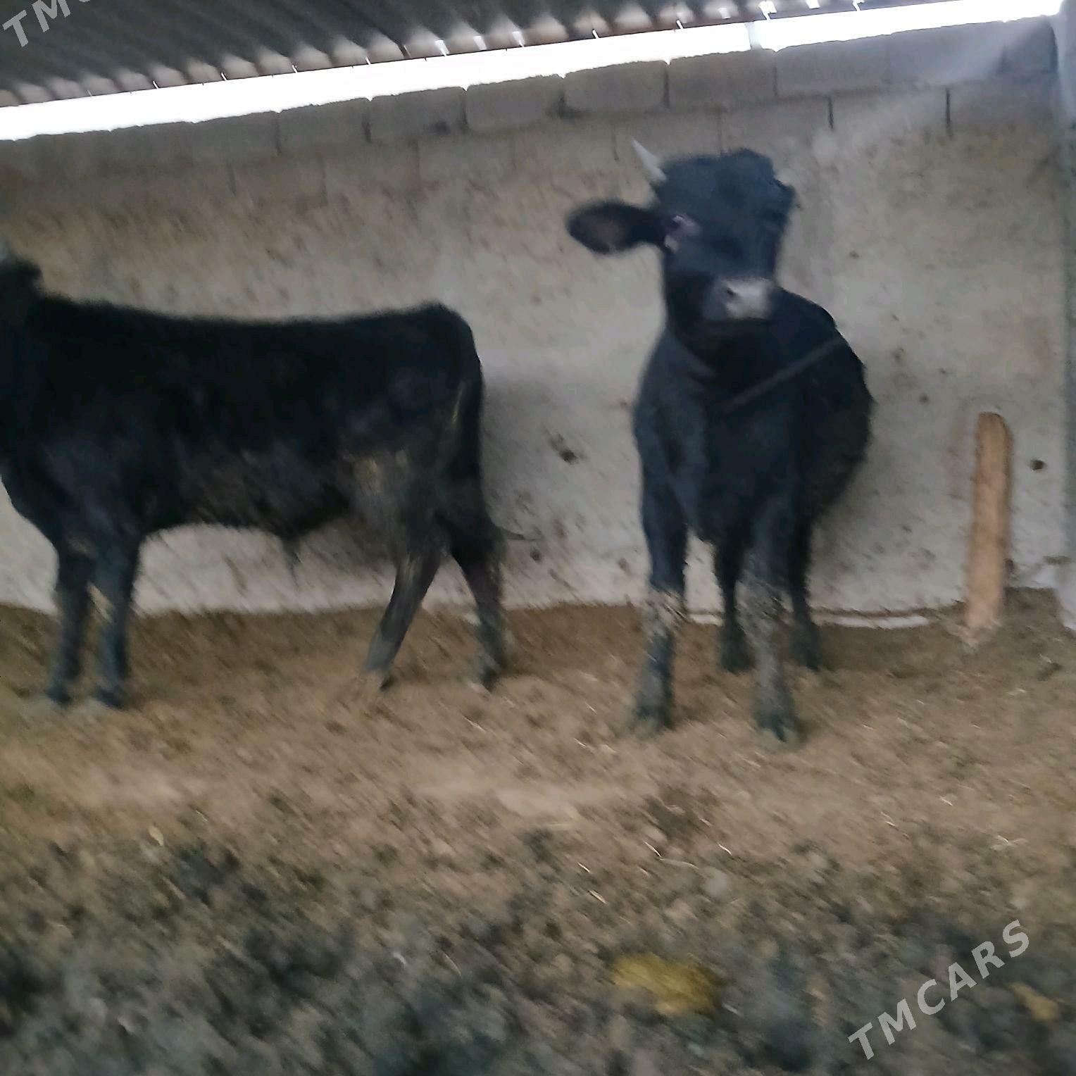 öküz 2sany - Änew - img 7