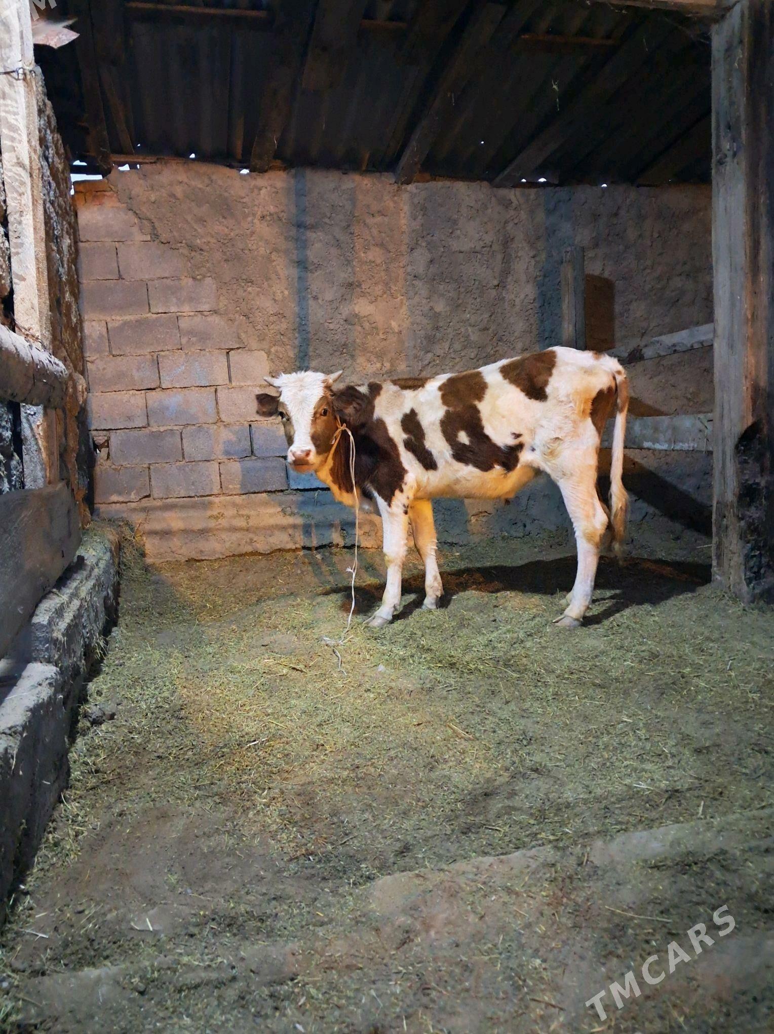 sygyr - Гёкдепе - img 7