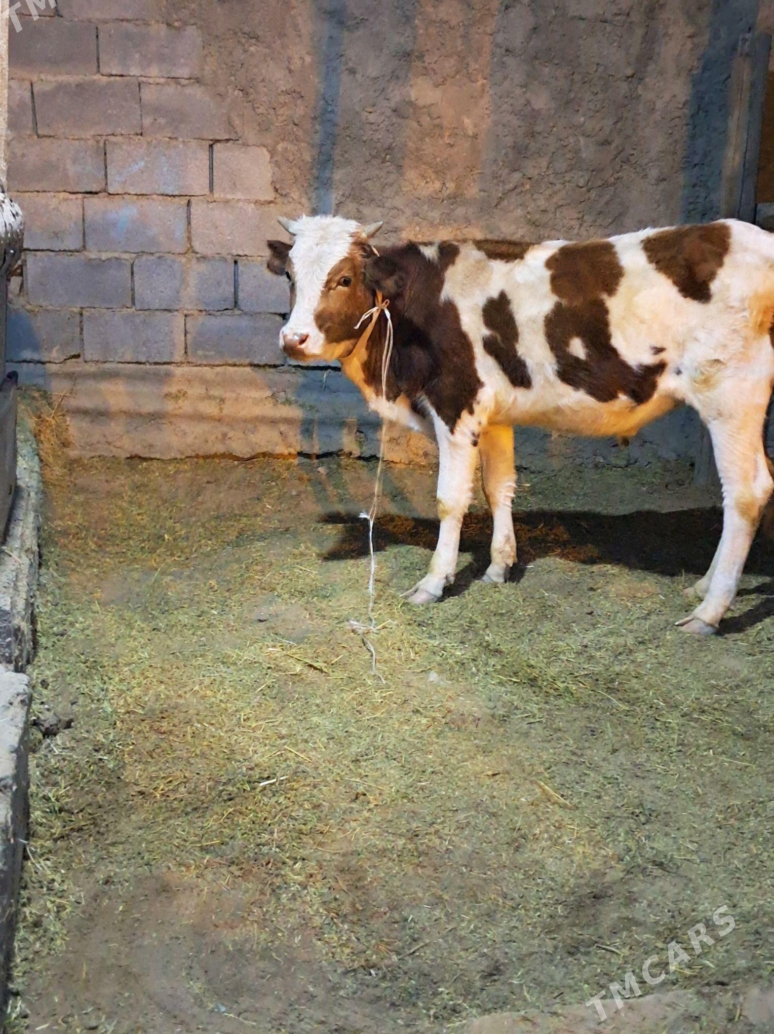 sygyr - Гёкдепе - img 8